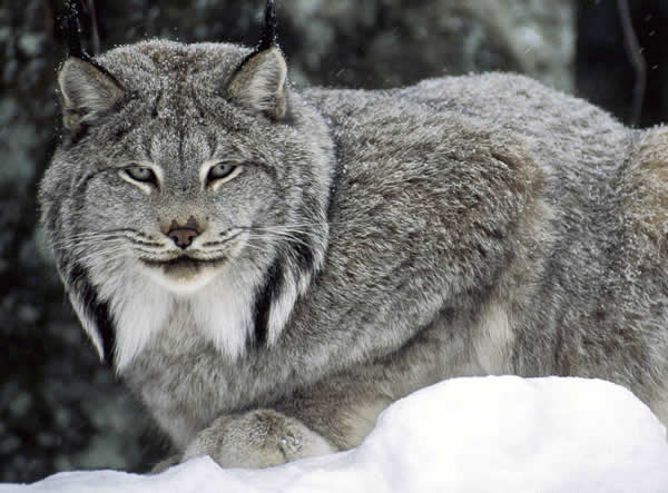 Rumor: Lynx sería el nuevo Sistema Operativo de Apple