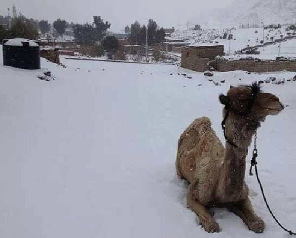 Imágenes: Egipto cubierto de nieve por primera vez en 100 años!