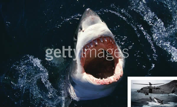 Ahora puedes usar las fotos de Getty Images gratis!