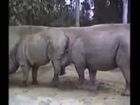 Animales vs. Humanos