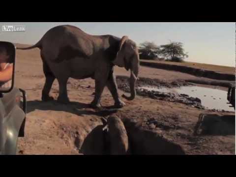La carrera por salva a un bebé elefante