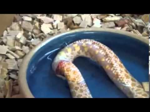 Increíble! Una serpiente se come a si misma!
