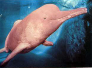Fotografías de animales raros: El delfín rosado