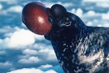 Animales raros: La foca narizona