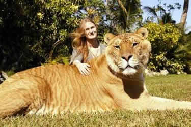 Liger: El felino más grande del mundo