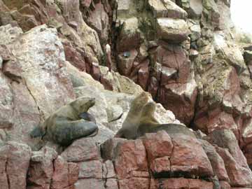 Lobos Marinos - Islas Ballestas - Ica