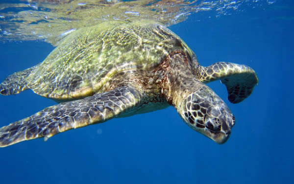 Impresionantes vistas submarinas en Google Maps