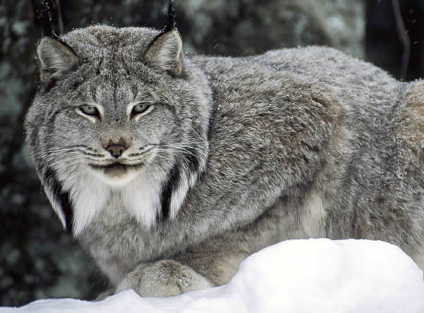 Rumor: Lynx sería el nuevo Sistema Operativo de Apple