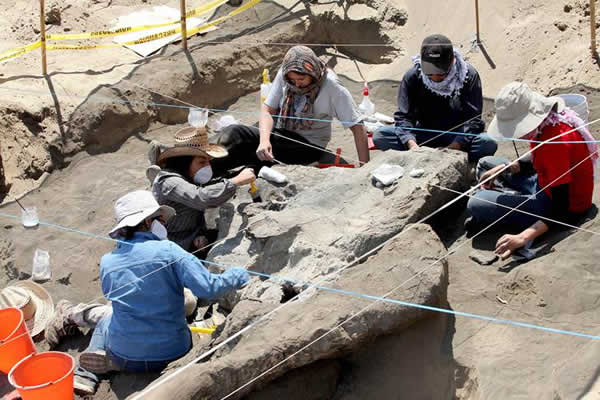 Video: Descubren restos de antiguo mamut en México 
