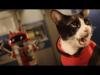Video: Gatos en el espacio ¡Para entretenerse un rato!