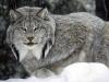 Rumor: Lynx sería el nuevo Sistema Operativo de Apple