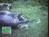 Video: Una anaconda se come un hipopótamo