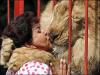 Video: Increíble! Un león besando a una chica