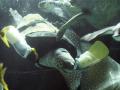 Video: Tortuga se recupera de ataque de tiburón gracias a prótesis