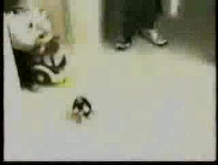 Ostias y golpes de locura