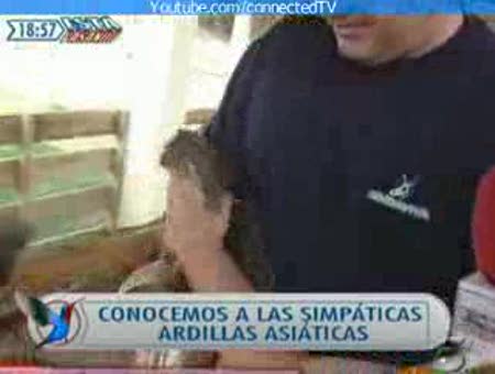 Sé lo que hicisteis... Ardillas asesinas