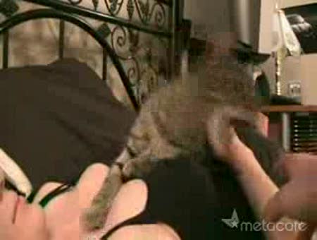 Gato protegiendo los senos de su dueña