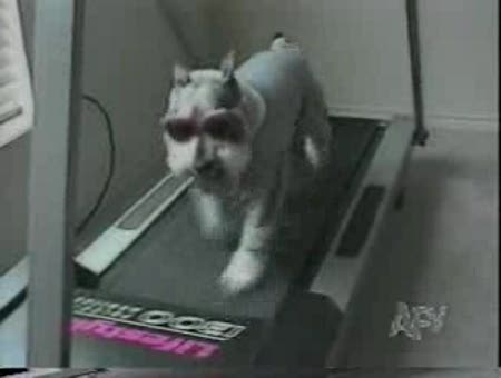 Mascotas haciendo ejercicio
