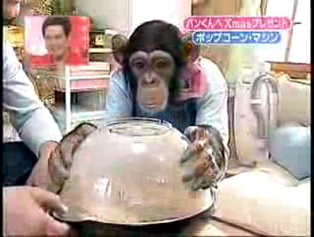 Chimpancé y la máquina de las palomitas de maiz