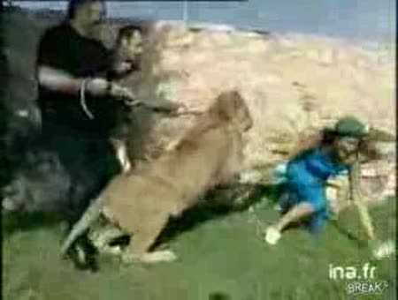 Un león que ataca a la reportera
