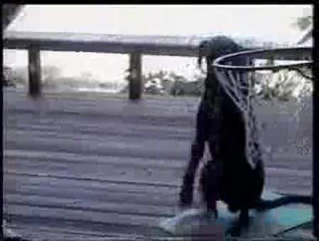 Perro jugando al baloncesto