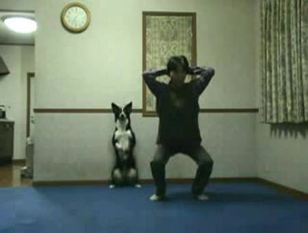 Perro haciendo ejercicio